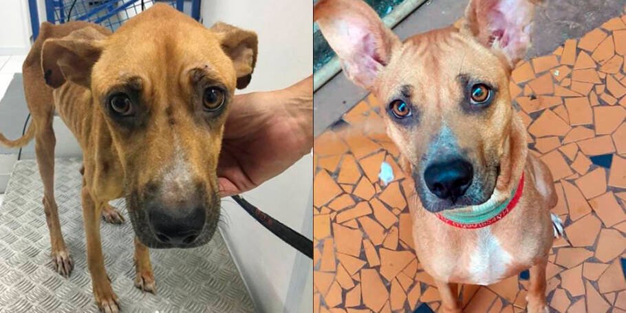 Transformação Tobby